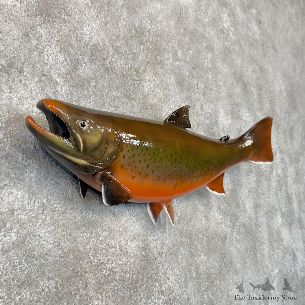 Arctic Char Fish Mount For Sale #30114 @ The Taxidermy Store