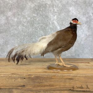 Brown Eared Pheasant Life Size Taxidermy Mount #23910 For Sale @ The Taxidermy Store