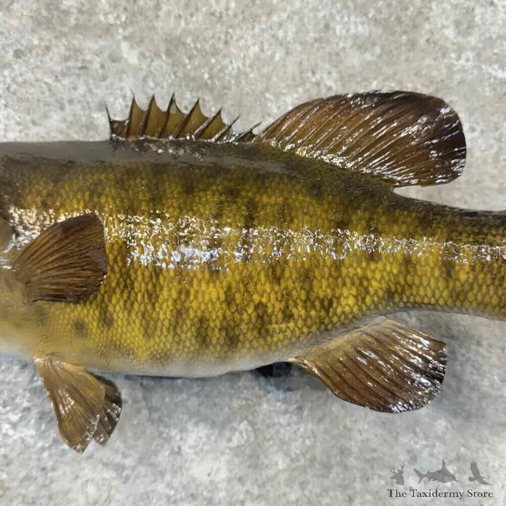 Smallmouth Bass Fish Mount For Sale #32221 @ The Taxidermy Store
