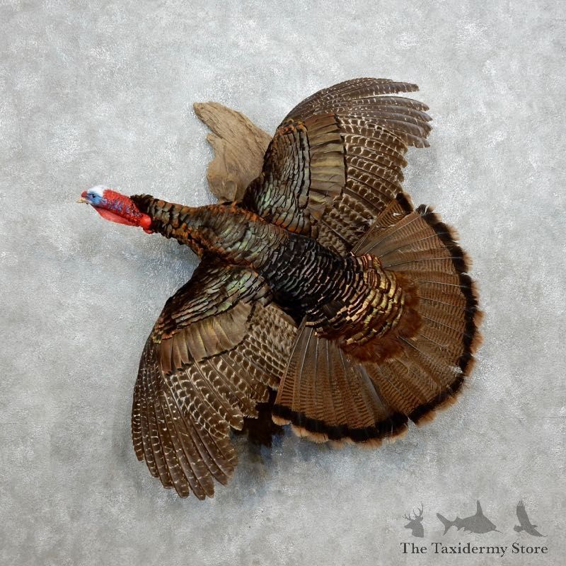 Eastern Turkey Bird Mount For Sale #18045 @ The Taxidermy Store
