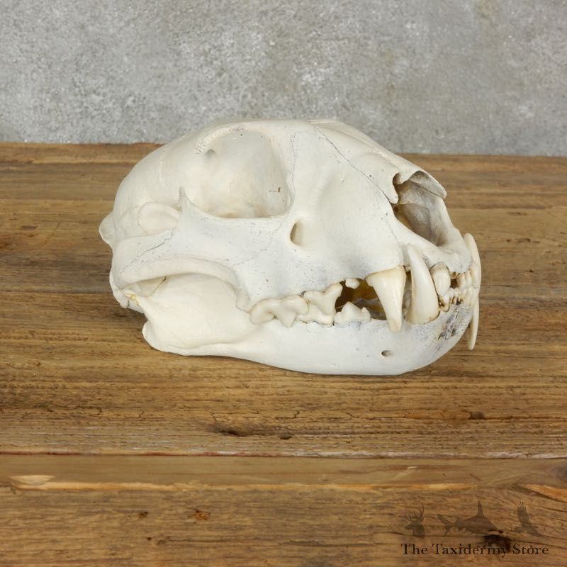 Mountain Lion Cougar Full Skull For Sale #17064 @ The Taxidermy Store
