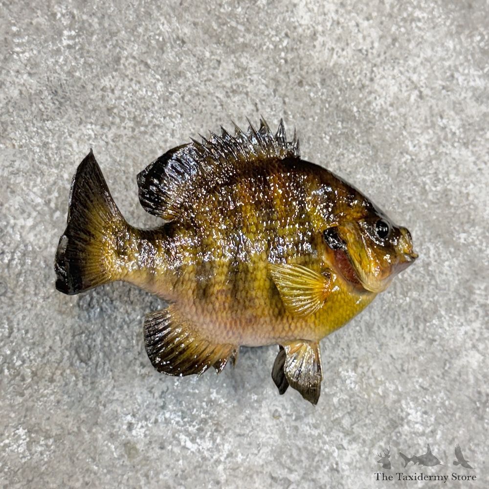 Bluegill Fish Mount For Sale #29918 @ The Taxidermy Store