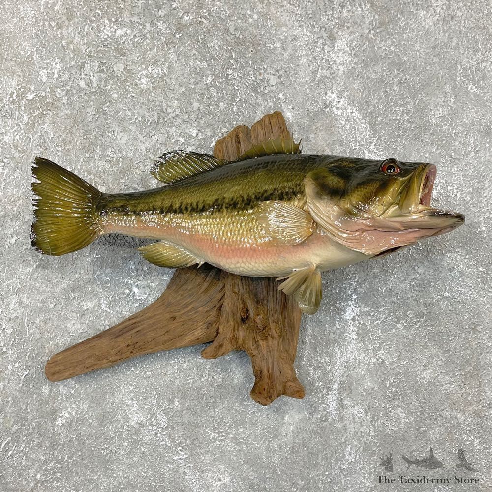 Largemouth Bass Fish Mount For Sale #24127 @ The Taxidermy Store