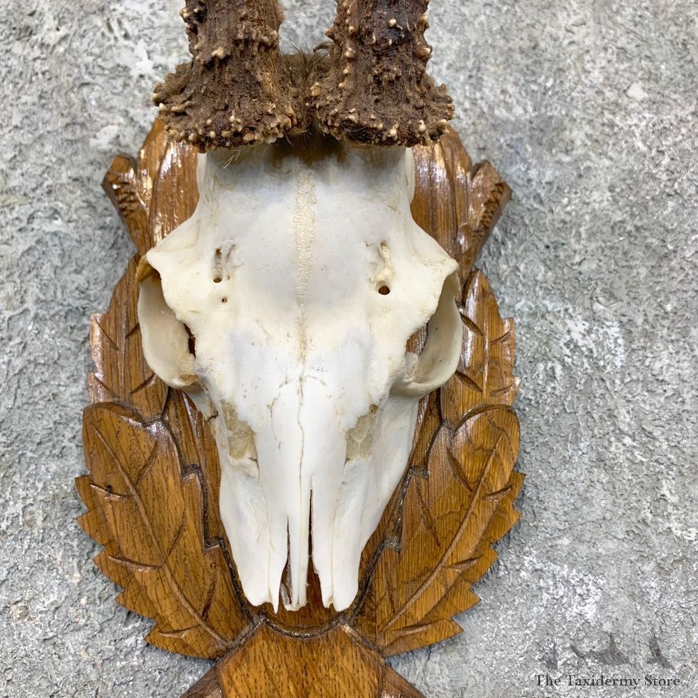 Roe Deer Plaque Mount For Sale #23594 @ The Taxidermy Store