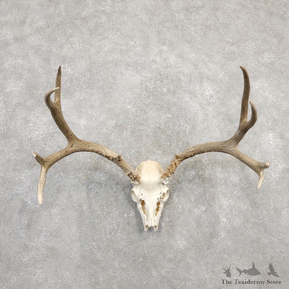 Mule Deer Taxidermy Antler Plaque Mount #20306 For Sale @ The Taxidermy Store