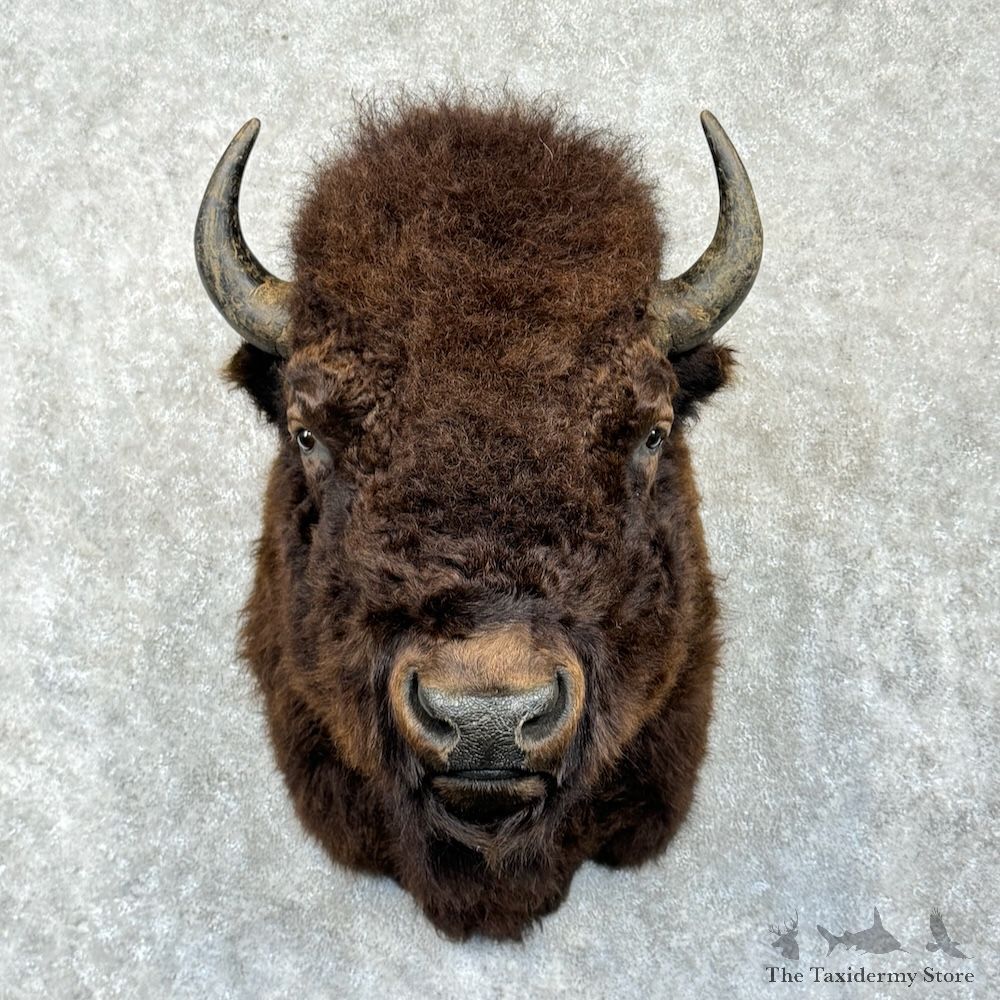 American Buffalo Bison Shoulder Mount For Sale #29842 @ The Taxidermy Store