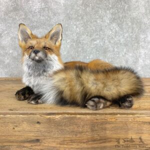 Red Fox Life-Size Mount For Sale #22423 @ The Taxidermy Store