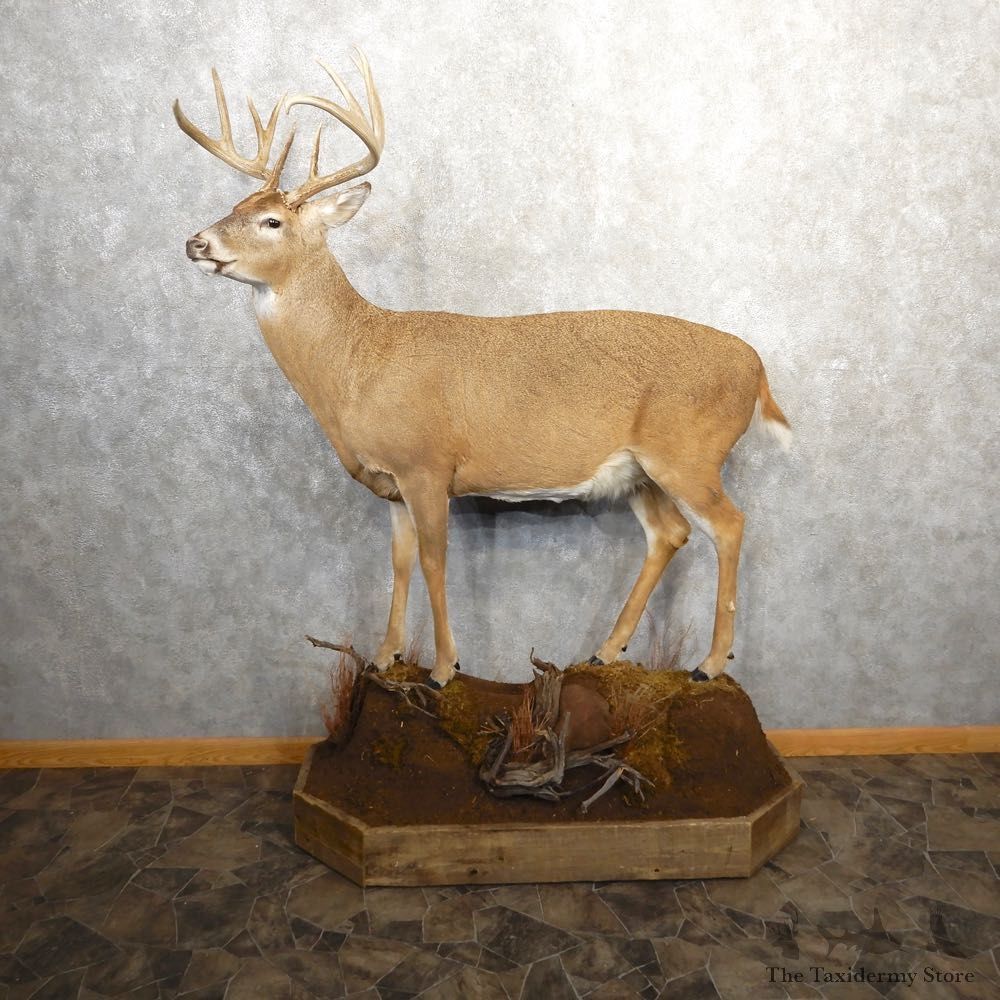 Whitetail Deer Life-Size Mount For Sale #20689 @ The Taxidermy Store