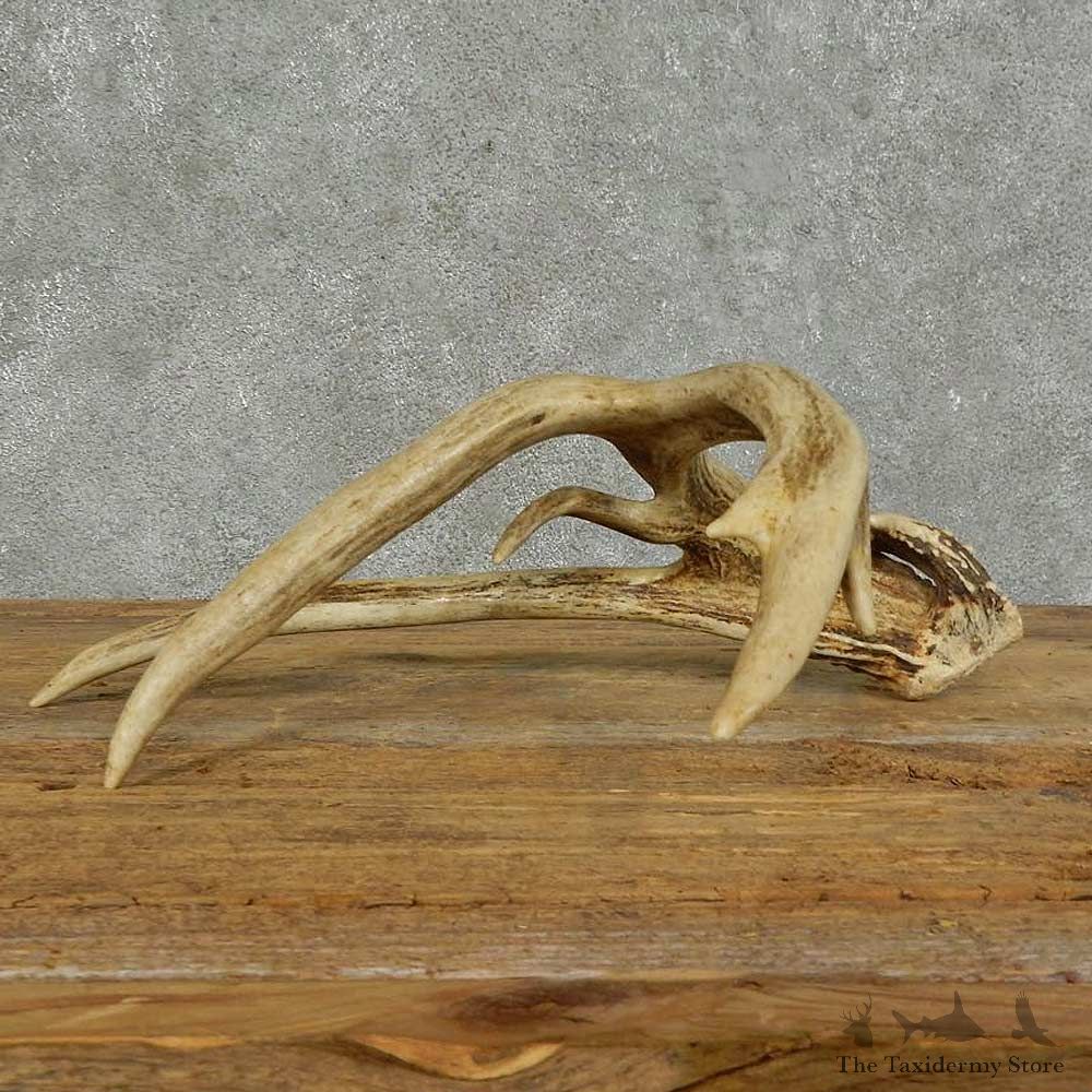 Whitetail Deer Antler Shed For Sale #16157 @ The Taxidermy Store
