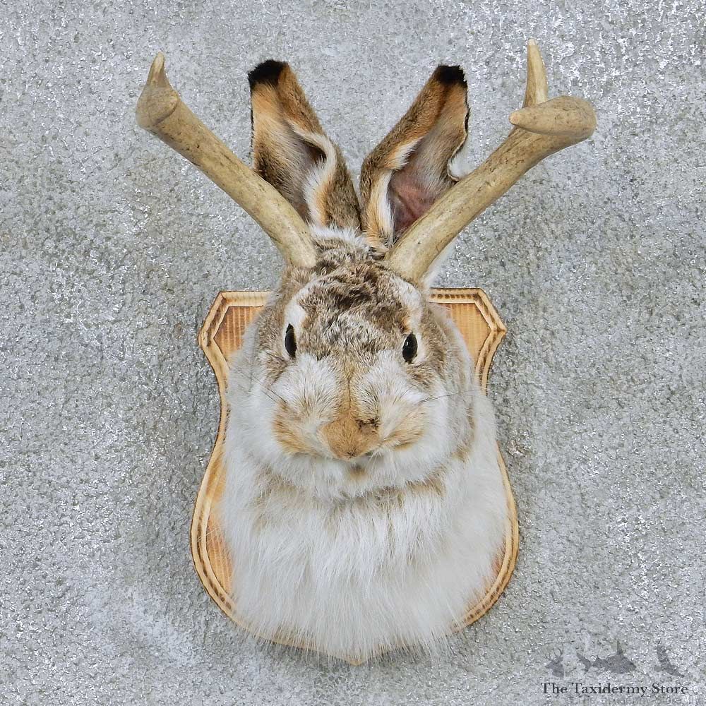 Jackalope Shoulder Mount For Sale #13669 @ The Taxidermy Store