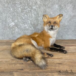 Red Fox Life-Size Mount For Sale #26432 @ The Taxidermy Store