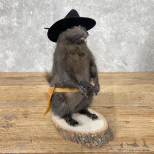 Cowboy Squirrel Novelty Mount For Sale #26073 @ The Taxidermy Store