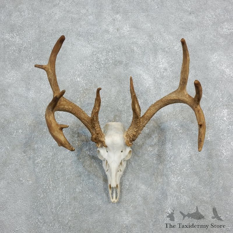 Whitetail Deer Skull European Mount For Sale #18318 @ The Taxidermy Store