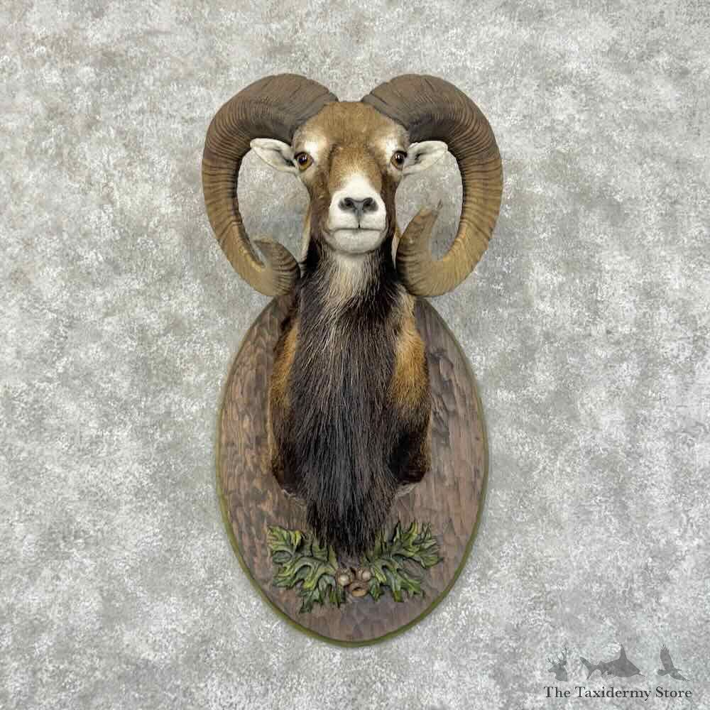 Austrian Mouflon Ram Shoulder Mount For Sale #31175 @ The Taxidermy Store