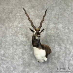 India Blackbuck Wall Pedestal Mount For Sale #30905 @ The Taxidermy Store