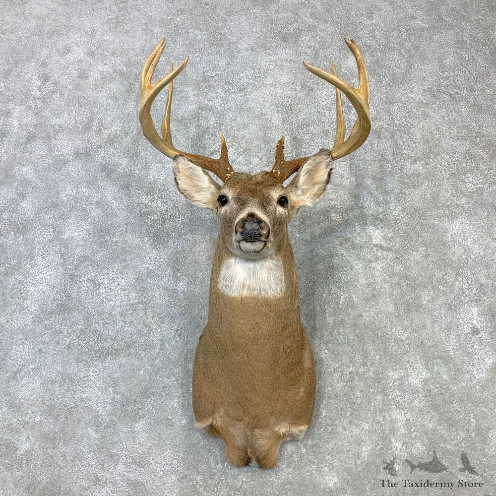 Whitetail Deer Shoulder Mount #23107 For Sale - The Taxidermy Store