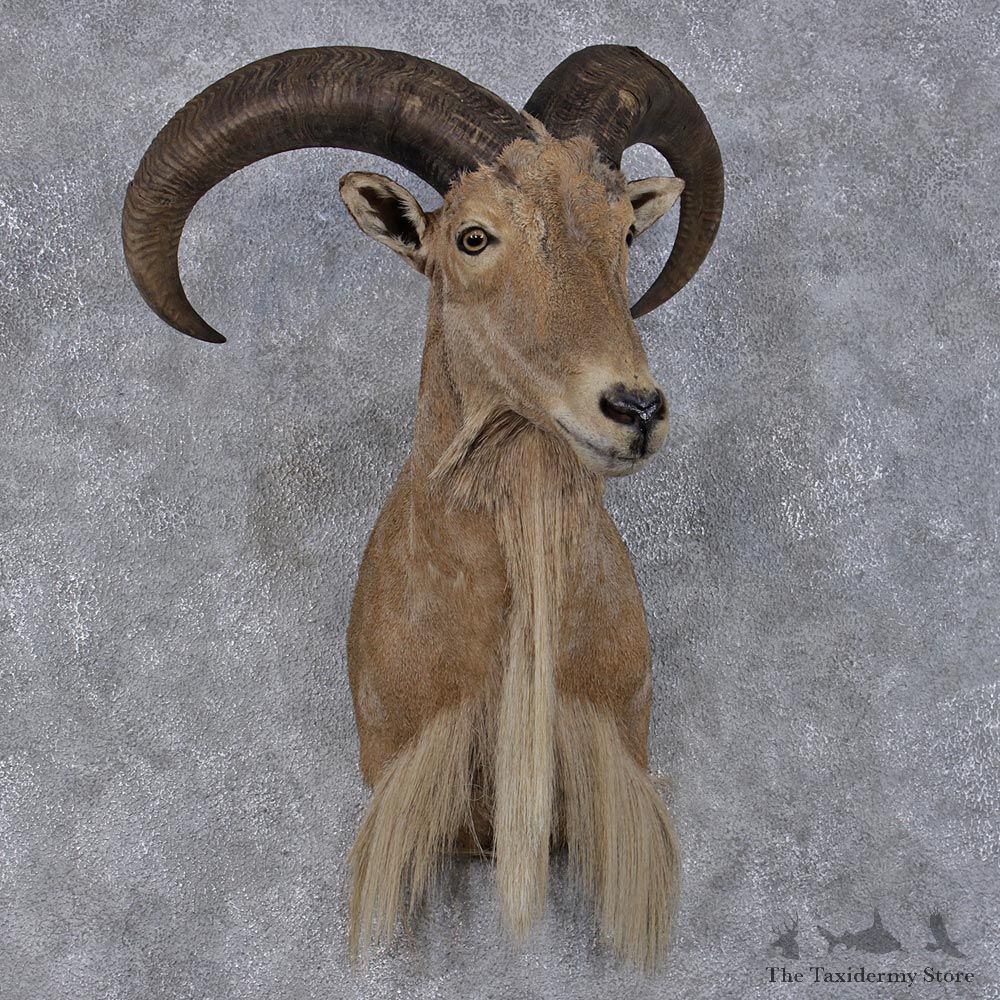 Aoudad Sheep Shoulder Taxidermy Head Mount #12504 For Sale @ The Taxidermy Store