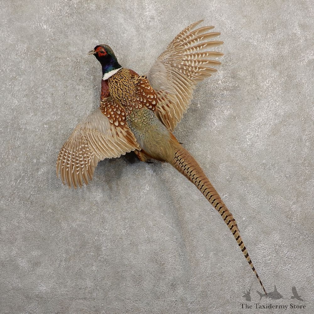 Ringneck Pheasant Bird Mount For Sale #20684 @ The Taxidermy Store