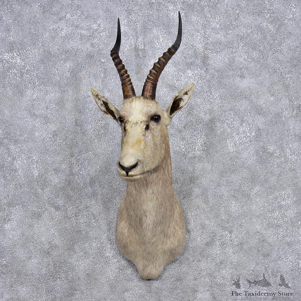 African White Blesbok Taxidermy Shoulder Mount #12361 For Sale @The Taxidermy Store