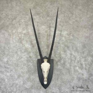 Gemsbok Skull European Mount For Sale #32318 @ The Taxidermy Store