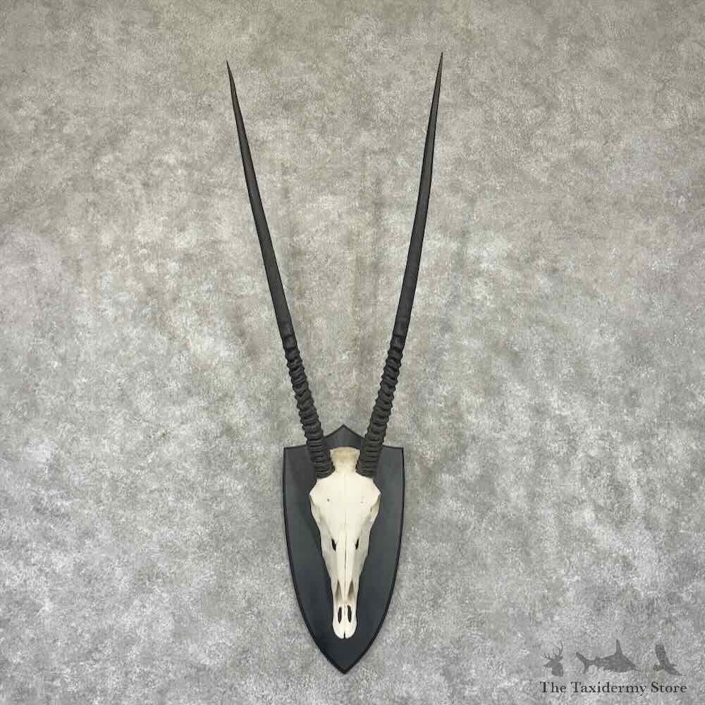 Gemsbok Skull European Mount For Sale #32318 @ The Taxidermy Store