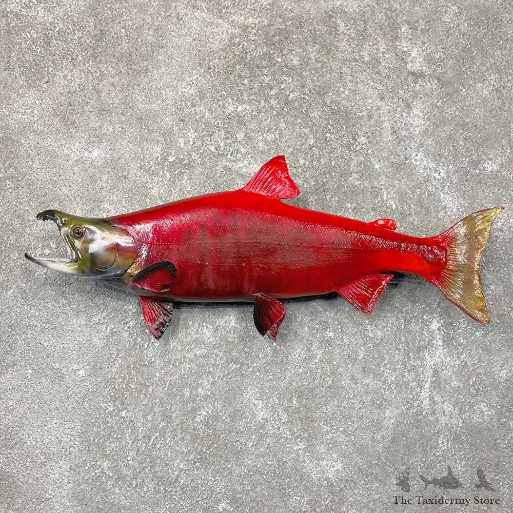 Sockeye Salmon Taxidermy Fish Mount For Sale #24531 @ The Taxidermy Store