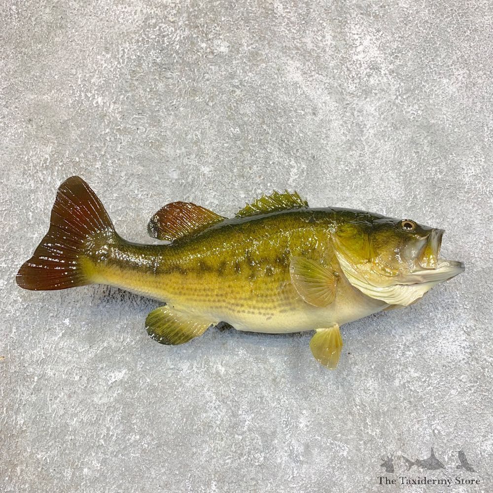 Largemouth Bass Fish Mount For Sale #21811 @ The Taxidermy Store