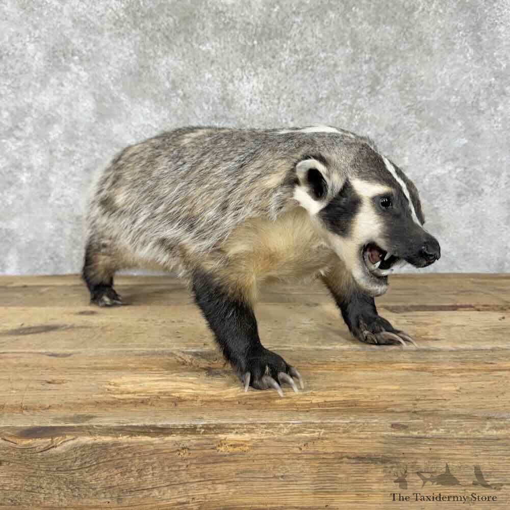 American Badger Life-Size Mount For Sale #31827 @ The Taxidermy Store