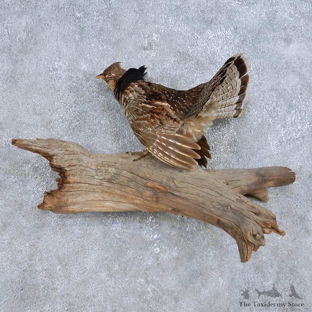 Standing Ruffed Grouse Bird Mount For Sale #14692 @ The Taxidermy Store
