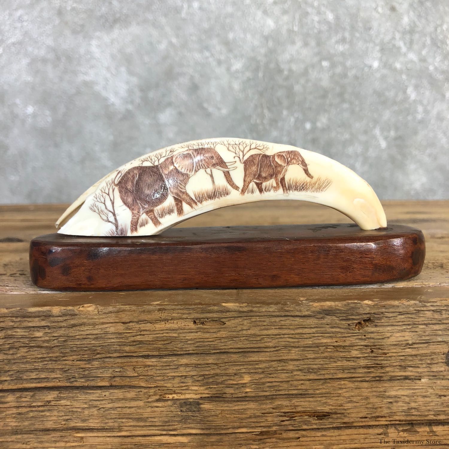 Scrimshawed Warthog Tooth For Sale #19943 @ The Taxidermy Store