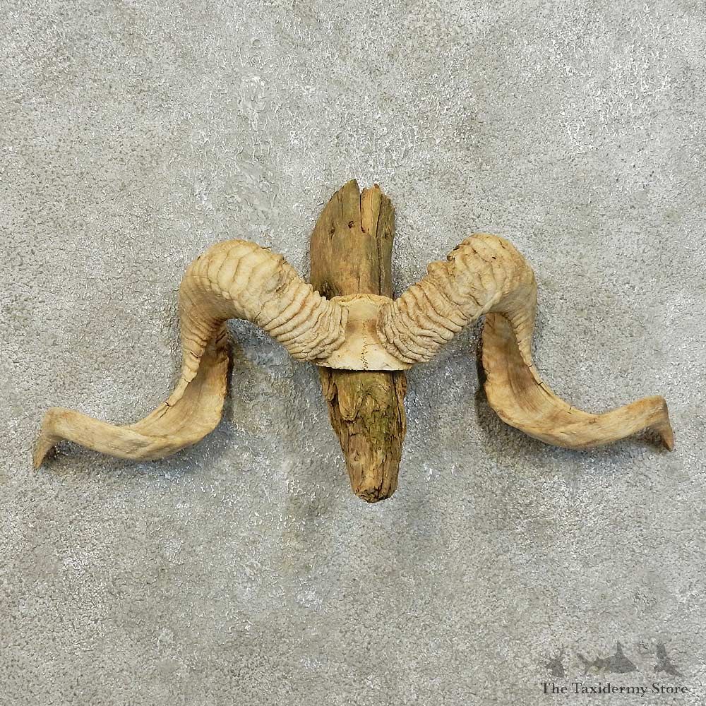 Corsican Ram Skull European Mount For Sale #16009 @ The Taxidermy Store