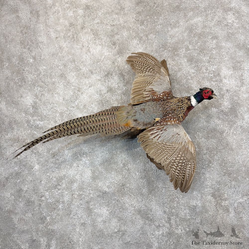 Ringneck Pheasant Bird Mount For Sale #29887 @ The Taxidermy Store