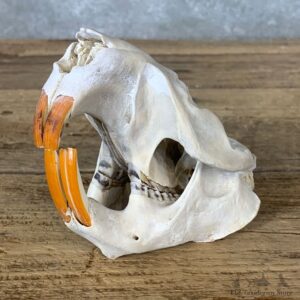 Beaver Skull Mount For Sale #22258 @ The Taxidermy Store