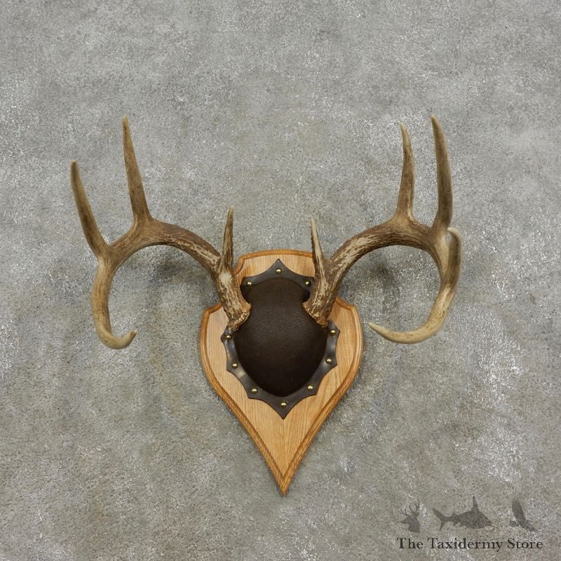 Whitetail Deer Antler Plaque Mount For Sale #17300 @ The Taxidermy Store