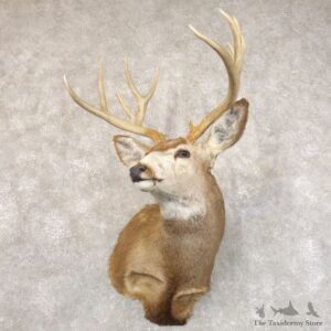 Mule Deer Shoulder Mount For Sale #22206 @ The Taxidermy Store
