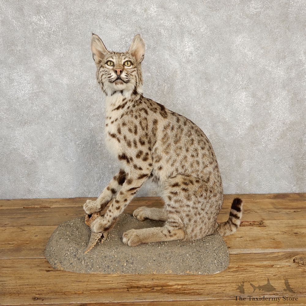 Bobcat Life-Size Mount For Sale #20226 @ The Taxidermy Store