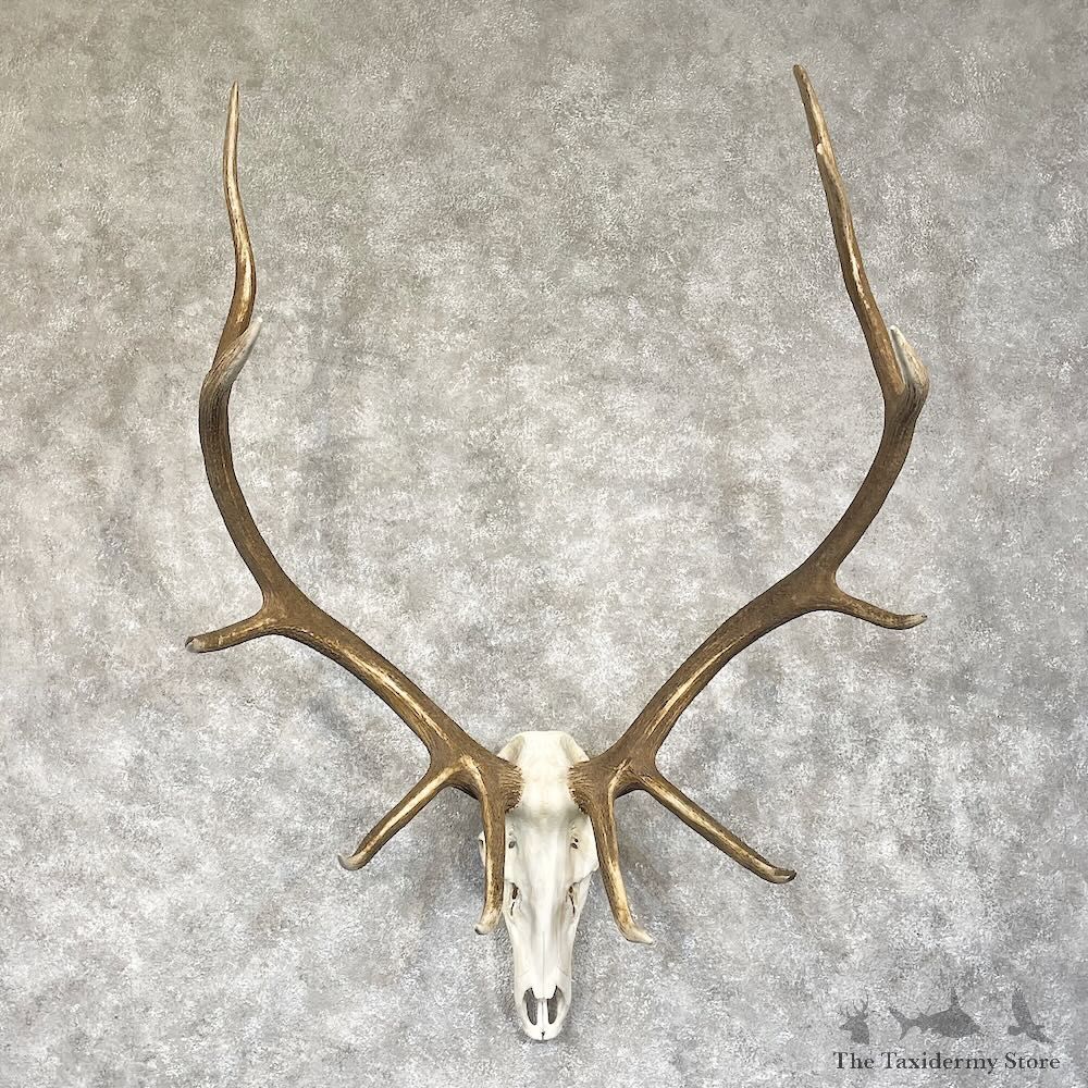 Rocky Mountain Elk Skull European Mount For Sale #28299 @ The Taxidermy Store