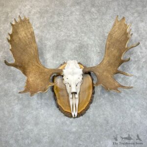 Canadian Moose Skull European Mount For Sale #24534 @ The Taxidermy Store