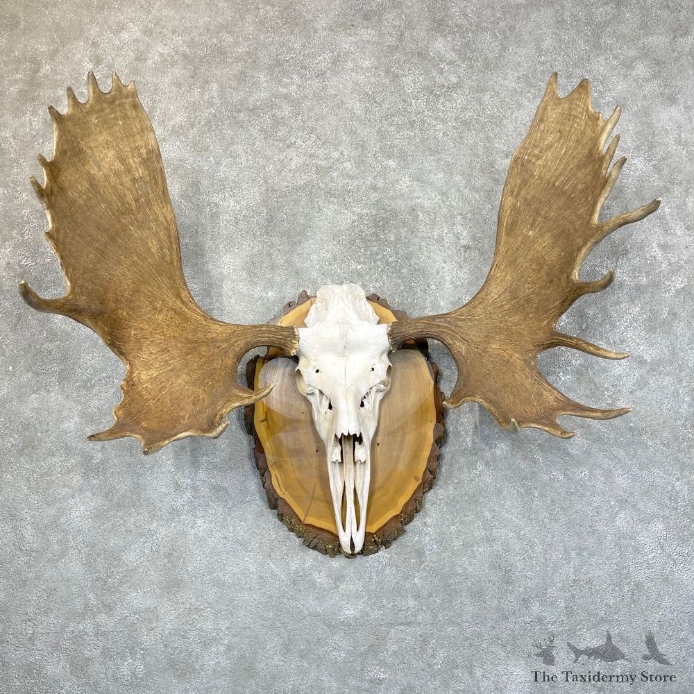 Canadian Moose Skull European Mount For Sale #24534 @ The Taxidermy Store