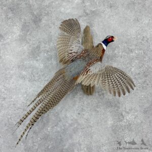 Ringneck Pheasant Bird Mount For Sale #32420 @ The Taxidermy Store
