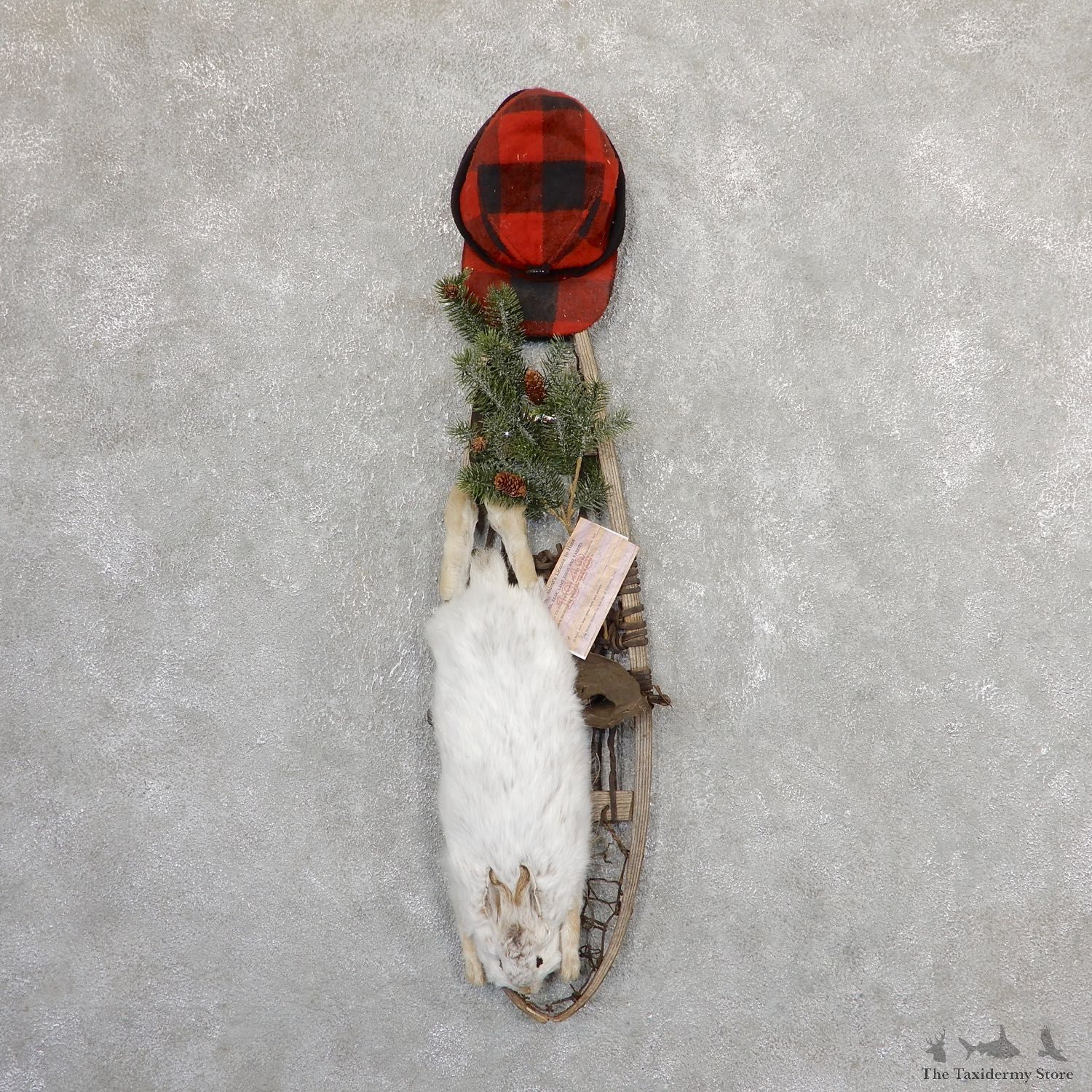 Captain's Classic Snowshoe Hare Display Taxidermy Mount #19817 For Sale @ The Taxidermy Store
