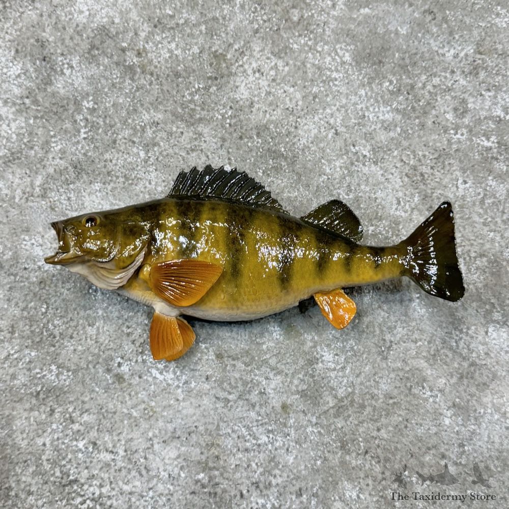 Perch Freshwater Fish Mount For Sale #29818 @ The Taxidermy Store