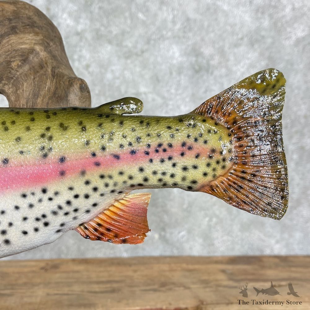 Rainbow Trout Fish Mount For Sale #27192 @ The Taxidermy Store