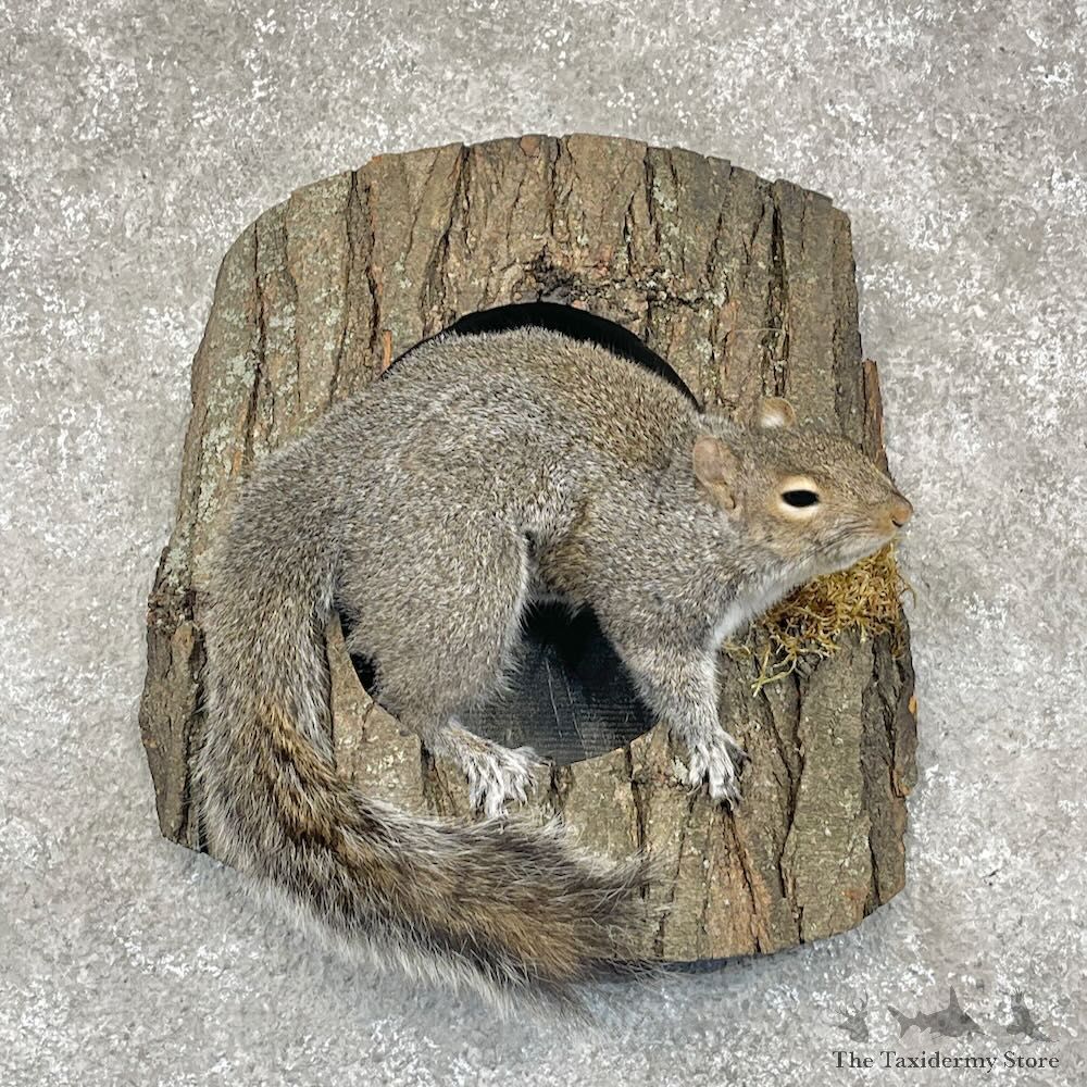 Grey Squirrel Life-Size Mount For Sale #28725 @ The Taxidermy Store