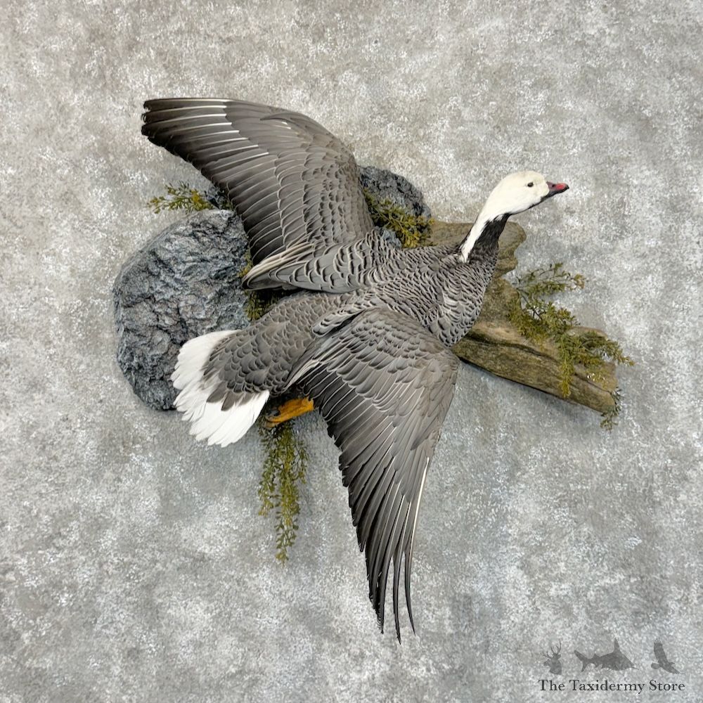Emperor Goose Bird Mount For Sale #29688 @ The Taxidermy Store