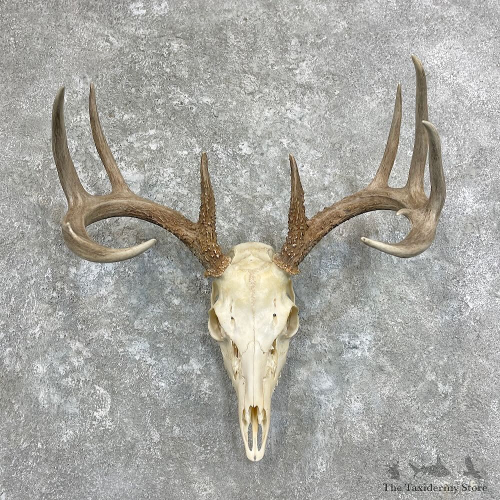 Whitetail Deer Skull European Mount For Sale #27921 @ The Taxidermy Store