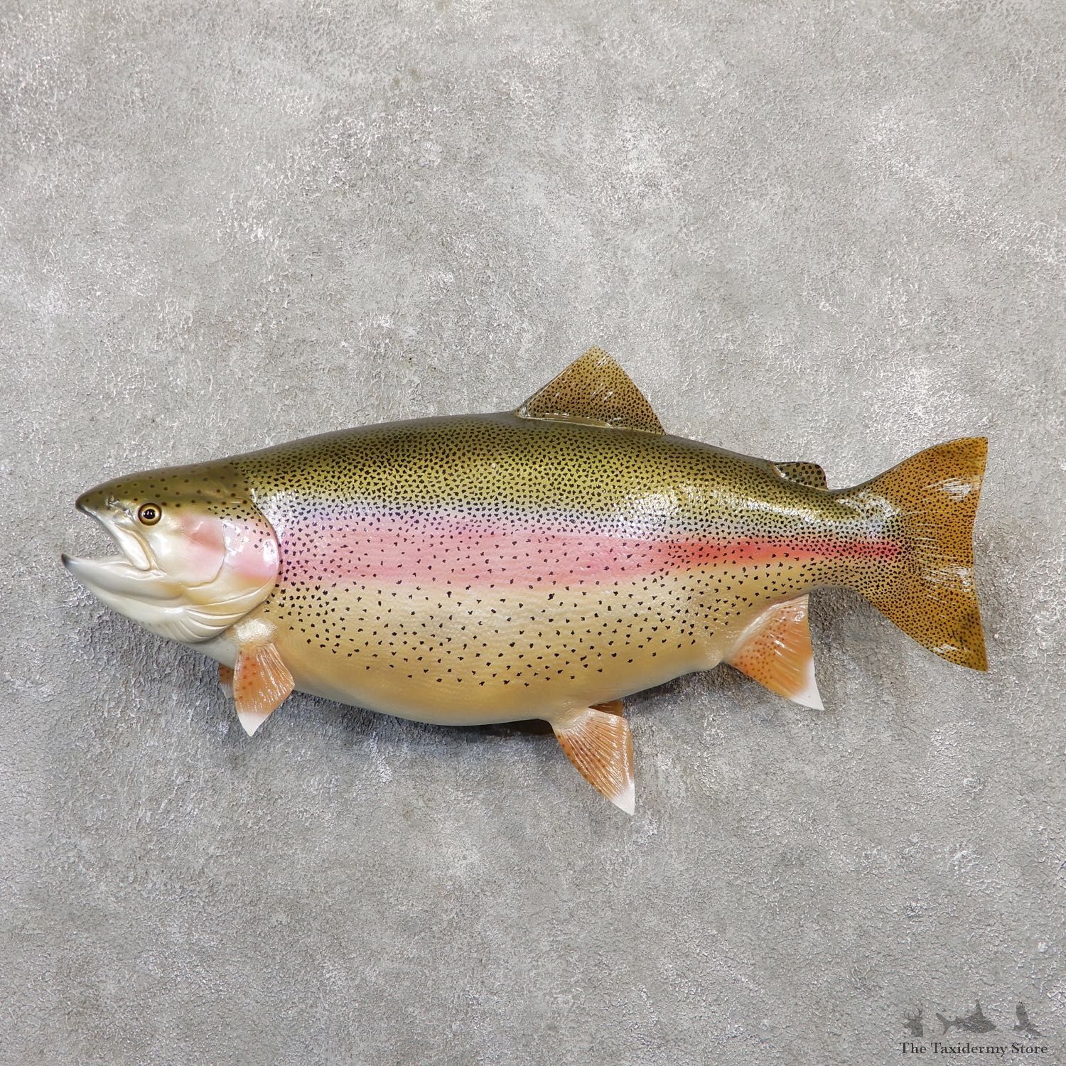 Rainbow Trout Fish Mount For Sale #20051 @ The Taxidermy Store