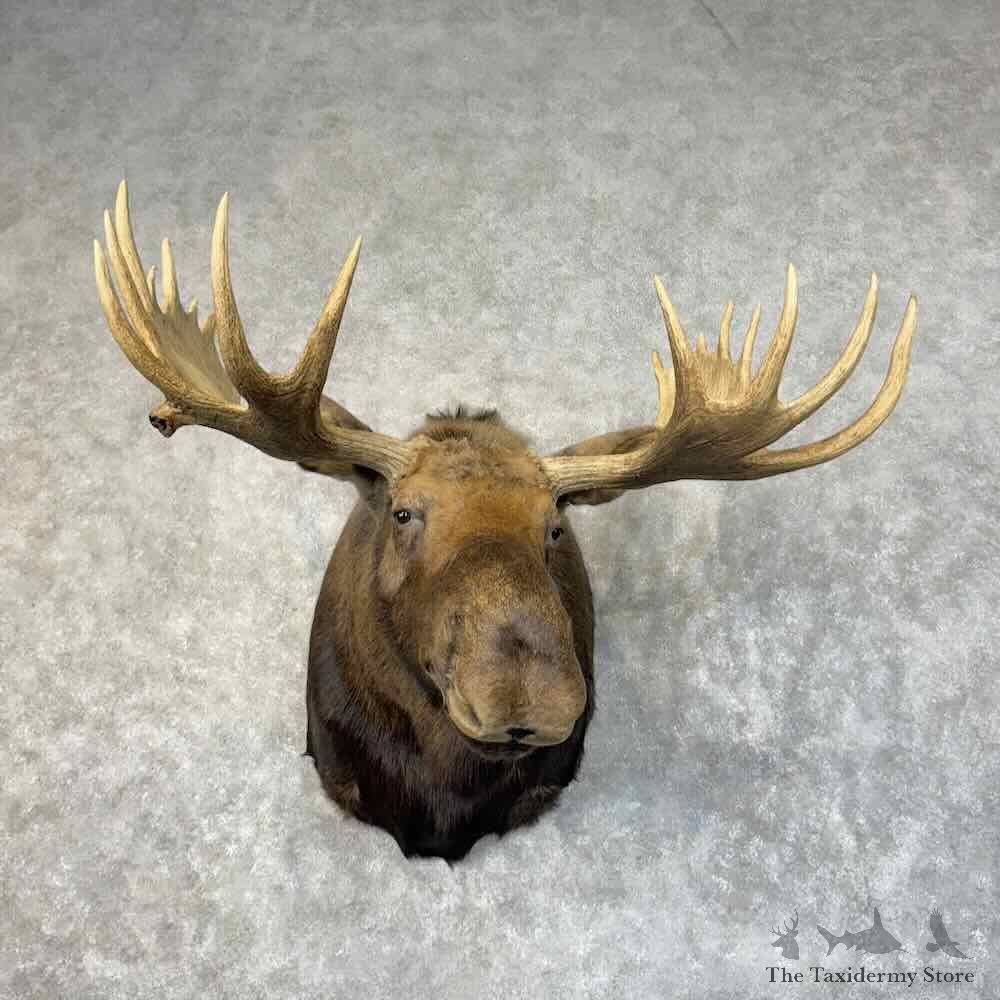 Alaskan Yukon Moose Shoulder Mount For Sale #31236 @ The Taxidermy Store