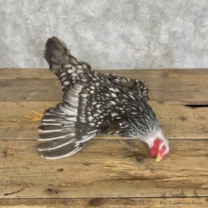 Silver Laced Wyandotte Chicken Rooster Dead Mount Prop For Sale #30567 @ The Taxidermy Store