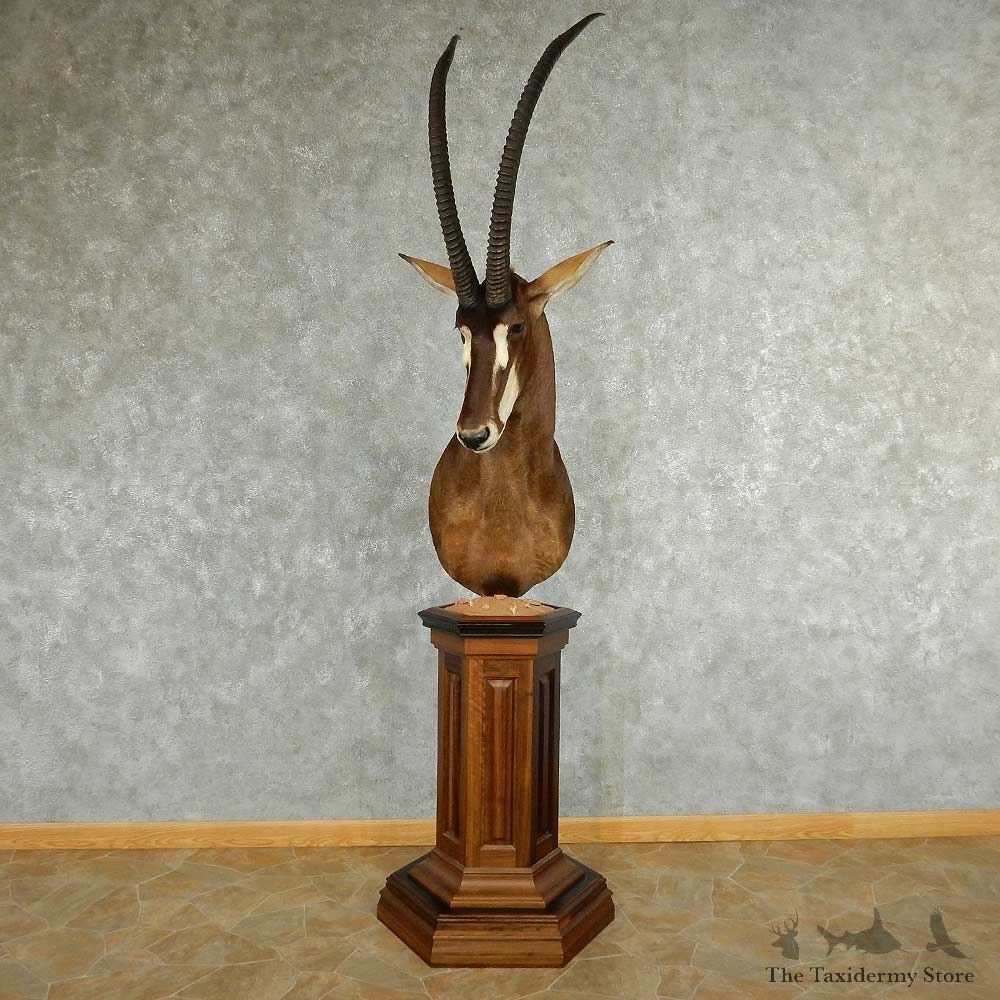 African Sable Antelope Pedestal Mount #13324 For Sale @ The Taxidermy Store